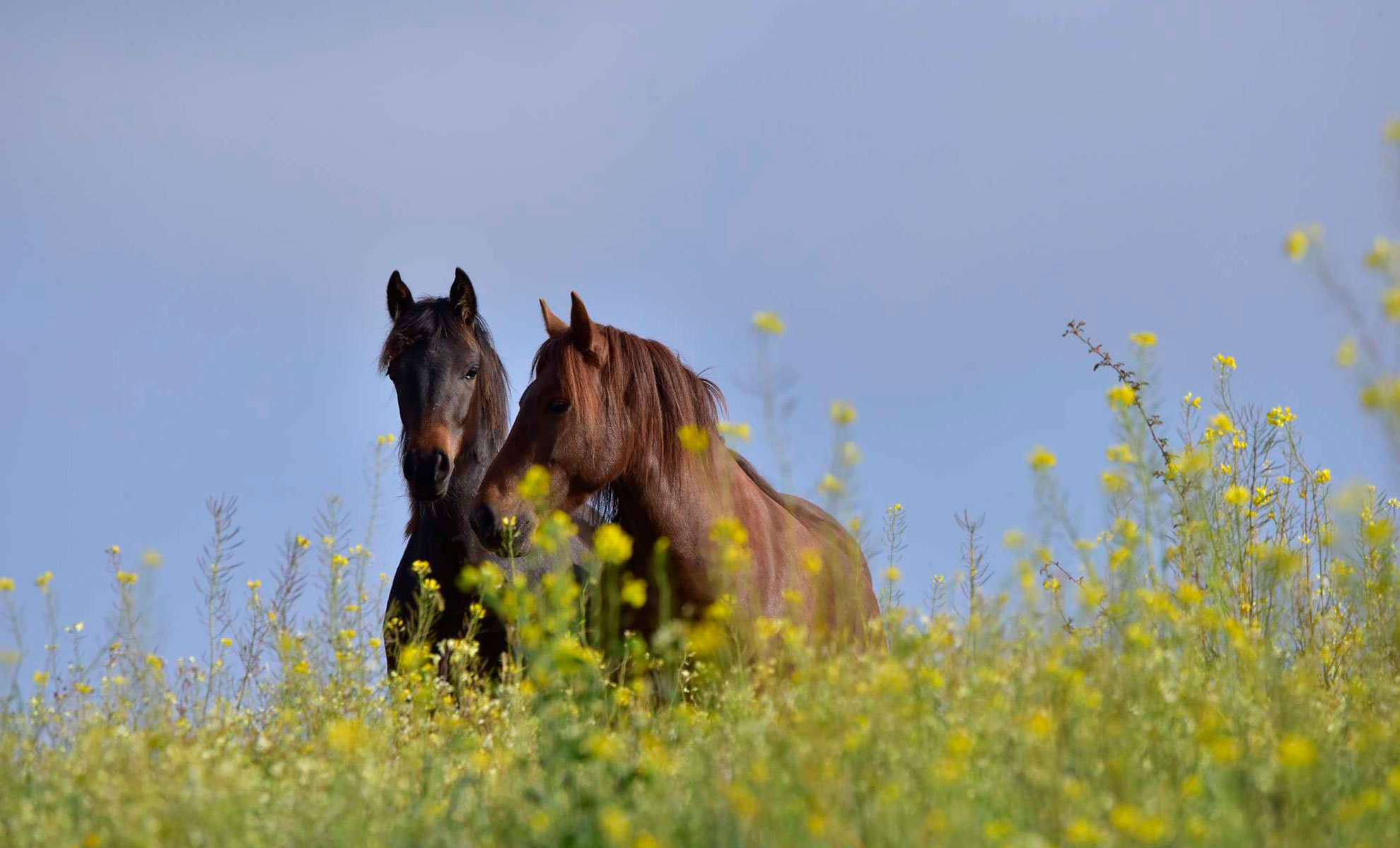 cavallino-della-giara